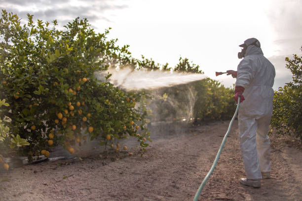 Best Affordable Pest Control Services  in Cedar Crest, MA