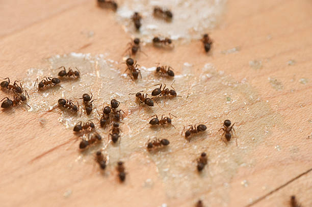 Best Emergency Pest Control  in Cedar Crest, MA