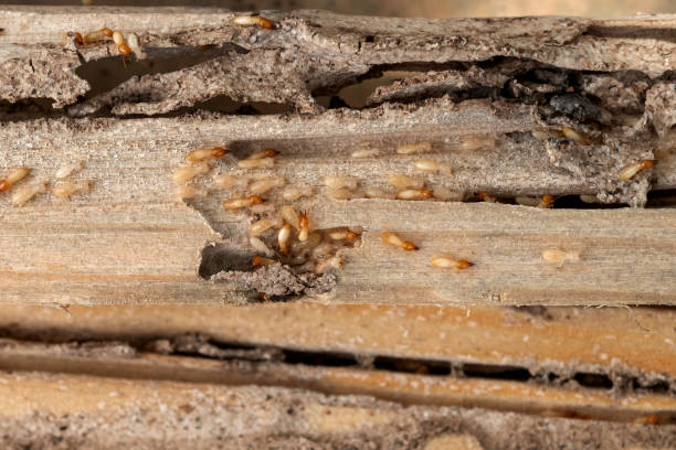 Best Cockroach Control Services  in Cedar Crest, MA