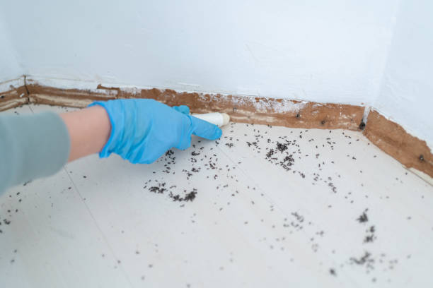 Best Flea Control Services  in Cedar Crest, MA